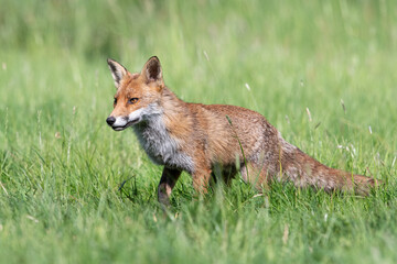 Red Fox (Vulpes vulpes) in a summer meadow