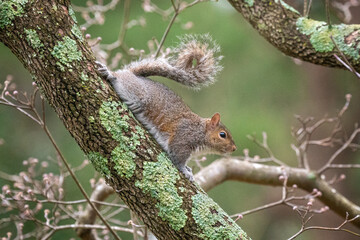 Naklejka na ściany i meble Grey squirrel in tree