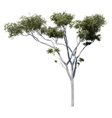 Gum tree 3D render isolated on white background © Colin