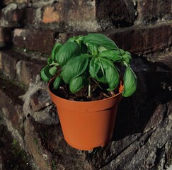 albahaca