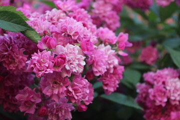 pink hydrangea flowers