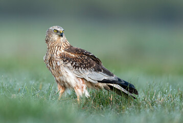 Western Marsh harrier ( Circus aeruginosus )  - male