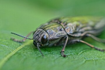 one gray beetle with big black eyes sits on a green leaf of a plant
