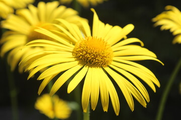 close up of flower