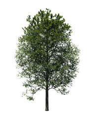 Obraz premium Alder tree 3D render isolated on white background