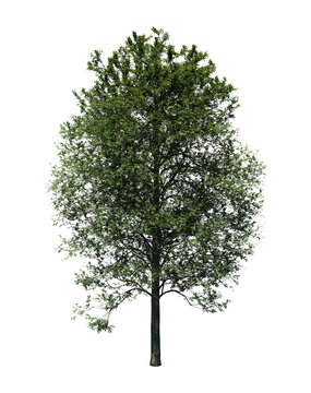 Alder tree 3D render isolated on white background