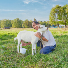 A senior asian man milking a white goat on a meadow in a Siberian village, Russia