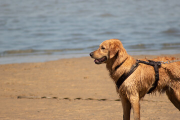Closeup of wet brown dog, golden retriever at the beach