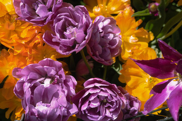 Many blossoming flowers, orange purple tulips, vivid colors. Vibrant natural wallpaper, backdrop, template