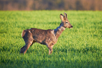 Roe deer male on a field ( Capreolus capreolus ). European roe	