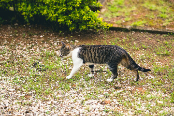 Gato andando