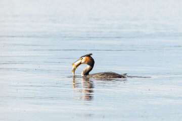 Fototapeta premium Great crested grebe eats a big perch on a lake in Brandenburg, Germany
