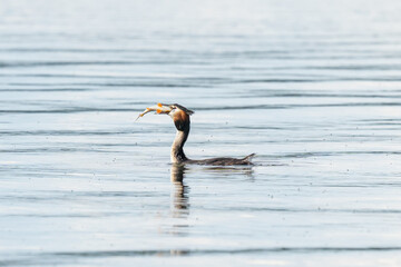 Great crested grebe eats a big perch on a lake in Brandenburg, Germany