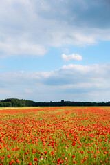red poppies field and sky background