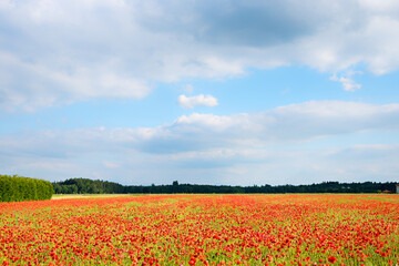 Fototapeta na wymiar red poppies field and sky background