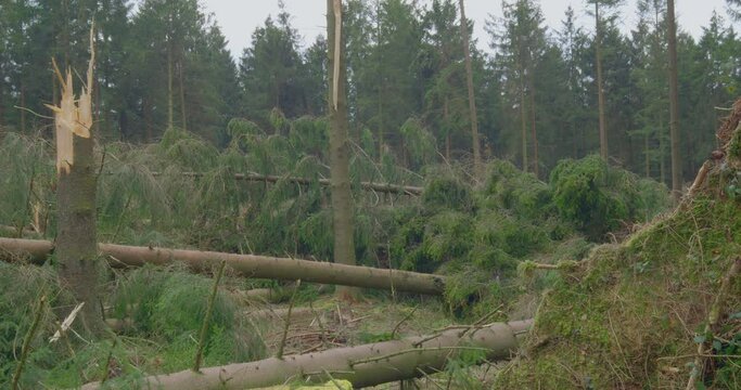 After The Storm - Broken, fallen, and uprooted trees - panning shot