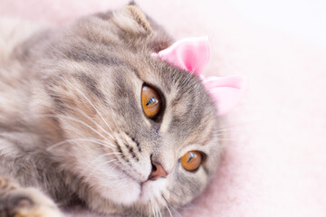 Naklejka na ściany i meble Scottish fold cat with a pink bow portrait