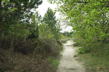 Fototapeta na wymiar Trail in woodland Solleveld in springtime