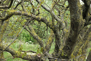 Old Oak trees in woodland Solleveld