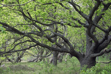 Old Oak trees in woodland Solleveld of The Hague