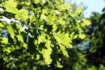 Oakleavesin springtime in woodland Solleveld of The Hague 