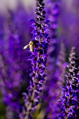close up of lavender flowers