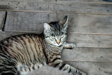 The cat lies on the wooden floor, close-up