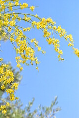 yellow leaves against sky