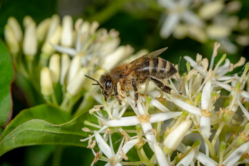 Honey bee sits on a white flower