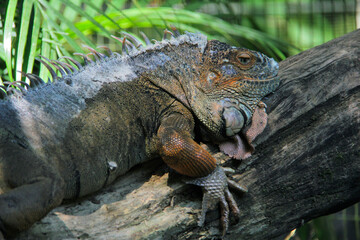 Iguana