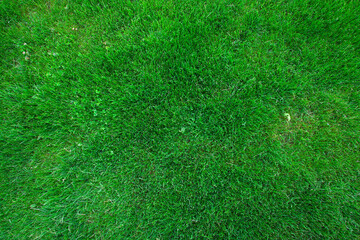 green grass background, summer concept from the park