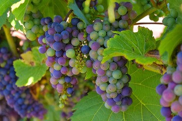 Bunch of Grapes on the Vine at Nova Scotia Winery
