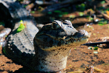 Jacar&eacute; Pantanal