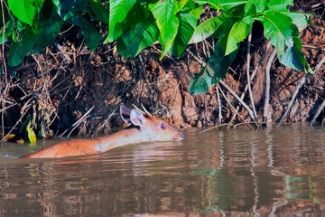 Veado Pantanal