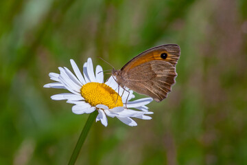 Orange-brown butterfly (Maniola jurtina) looking for nectar on a chamomile flower