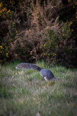 Grey squirrel hiding in the grass