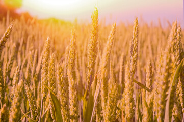 Fototapeta premium abstract light background sun rays illuminate wheat ears with blurred background