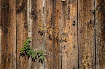 background of an old brown wooden surface