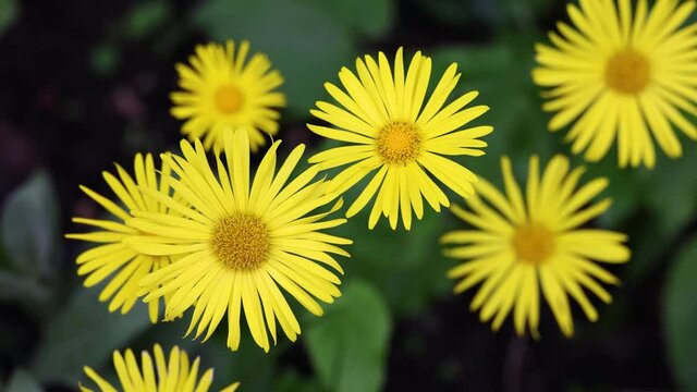 Several yellow Doronicum flowers in the wind