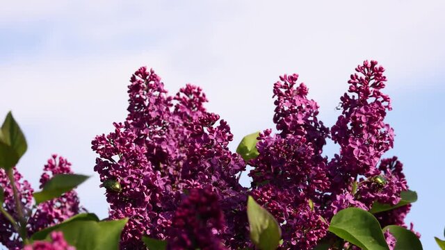 Close up fresh purple lilac flowers 1