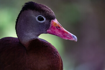 Black bellied whistling duck in costa Rica