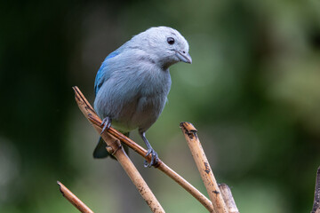 Blue-gray Tanager in Costa Rica