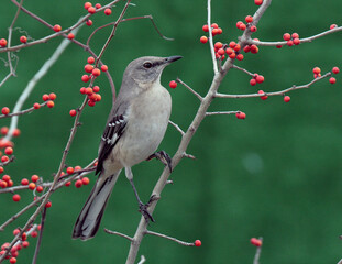 Northern Mockingbird