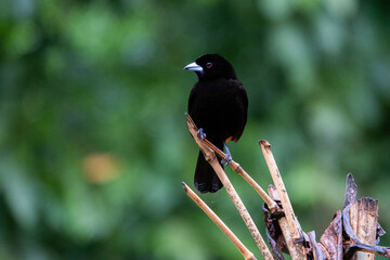 Cherrie's Tanager in Costa Rica