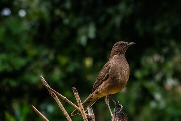 Clay-colored Thrush in Costa Rica
