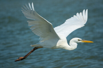 Cattle Egret in Mexico