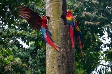 Macaws in Costa Rica