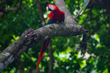Macaw in Costa Rica