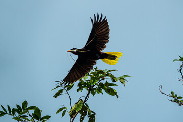 Montezuma Oropendola in Costa Rica