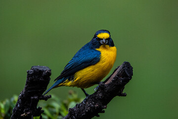 Yellow -throated Euphonia in Costa Rica